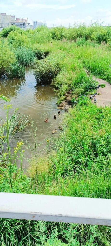 Утки на пруду (речке) в Новопатрушево